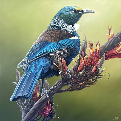 Craig Platt nz bird art, Tui, oil on canvas